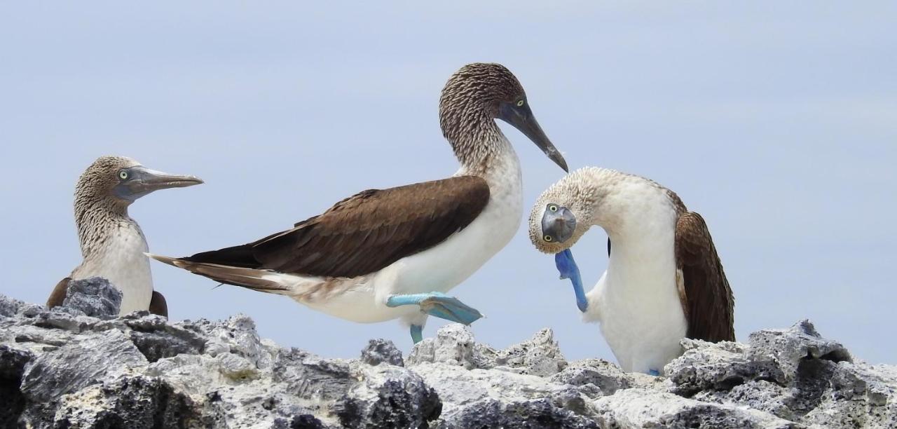 לינה וארוחת בוקר פורטו וילאמיל Cormorant Beach House מראה חיצוני תמונה