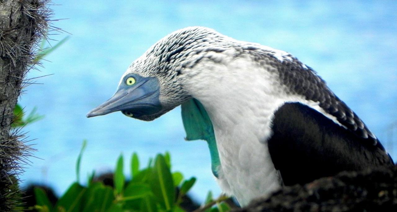 לינה וארוחת בוקר פורטו וילאמיל Cormorant Beach House מראה חיצוני תמונה